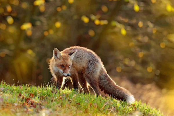 Lindo Zorro Rojo Vulpes Vulpes Bosque Otoñal Hermoso Animal Hábitat —  Fotos de Stock