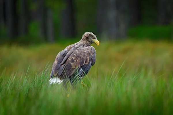 White Tailed Eagle Haliaeetus Albicilla Sitting Green Marsh Grass Forest — Stock Photo, Image