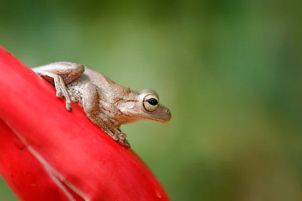 Bela Árvore Leopardo Flor Vermelha Floresta Tropical Animal Exótico América — Fotografia de Stock