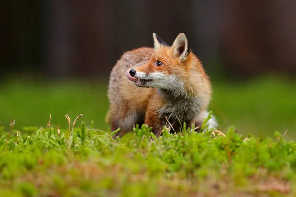 Vörös Róka Vulpes Vulpes Őszi Erdőben Gyönyörű Állat Természetben Élőhely — Stock Fotó