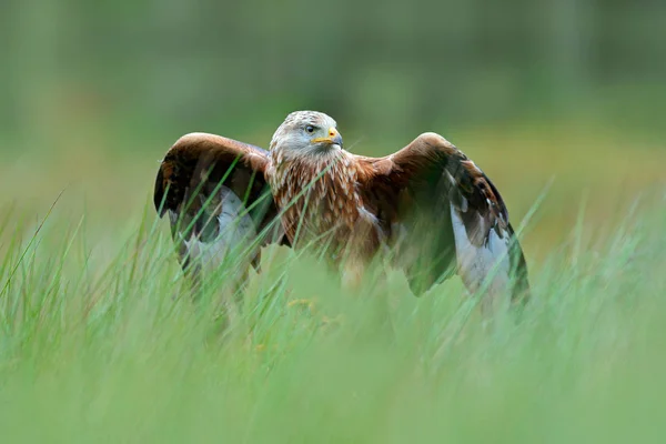 Bird Prey Red Kite Milvus Milvus Landing Green Marsh Grass — Stock Photo, Image