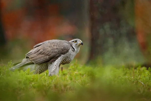 Goshawk Κάθονται Πράσινο Γρασίδι Στο Δάσος Συμπεριφορά Των Πτηνών Βιότοπο — Φωτογραφία Αρχείου