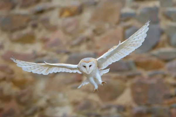 Hibou Des Clochers Avec Belles Ailes Volant Dessus Sur Mur — Photo