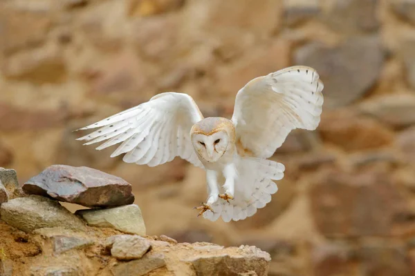 谷仓猫头鹰与漂亮的翅膀飞过古城堡的石墙 — 图库照片