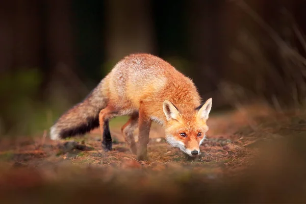 귀여운 숲에서 Vulpes 서식지에서 아름다운 동물입니다 자연에서 장면입니다 주황색과 노란색 — 스톡 사진