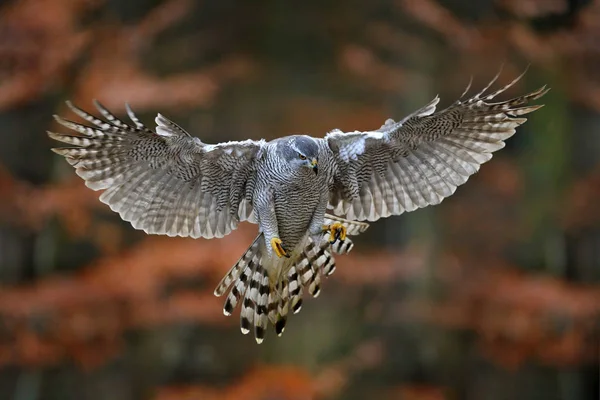 Habicht Fliegt Mit Offenen Flügeln Herbstwald Mit Abendsonne Gegenlicht Tschechische — Stockfoto