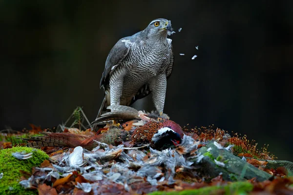 Goshawk Med Dödade Gemensamma Pheasant Mossa Grön Skog Rov Fågel — Stockfoto