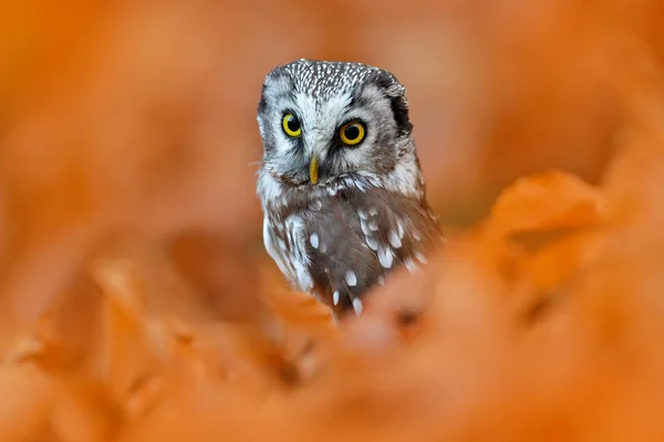 Búho Detalle Retrato Pájaro Hábitat Natural Alemania Caída Madera Naranja —  Fotos de Stock