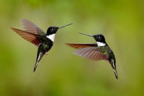 輪のインカダークグリーンの黒と白のハチドリが開いた翼で飛ぶ コロンビア — ストック写真