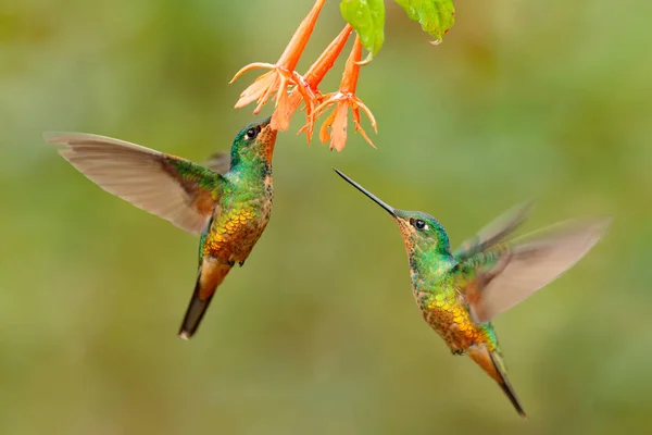 Hummingbirds Golden Bellied Starfrontlet Com Longas Caudas Douradas Voando Com — Fotografia de Stock