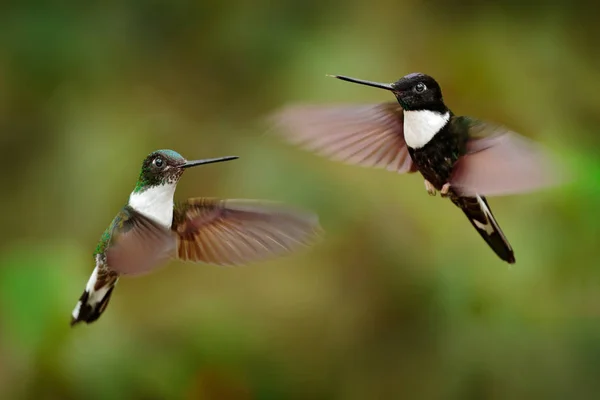 벌새가 날개를 날아다니는 콜롬비아 — 스톡 사진