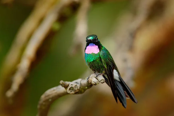 Hummingbird Tourmaline Sunangel Różowym Gardłem Uginając Siedząc Oddziale Siedlisku Lasów — Zdjęcie stockowe