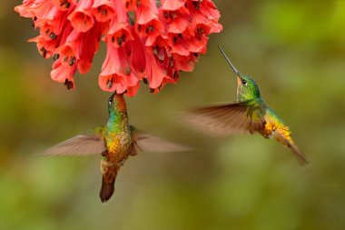 Hummingbirds Golden-bellied Starfrontlet with long golden tails flying with open wings near flowers, Chicaque, Colombia   clipart