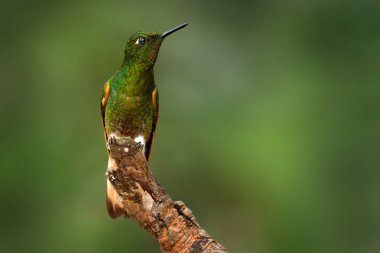 Buff-tailed coronet beautiful bird sitting on branch in nature forest habitat, Chingaza NP, Colombia, South America  clipart