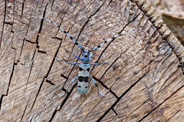 Orman habitat, Çek cumhuriyeti ağaç gövdesi üzerinde oturan uzun hissedenler ile güzel mavi Rosalia Longicorn böcek