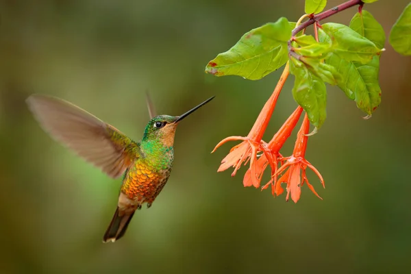 Hummingbirds Golden Bellied Starfrontlet Long Golden Tails Flying Open Wings — Stock Photo, Image