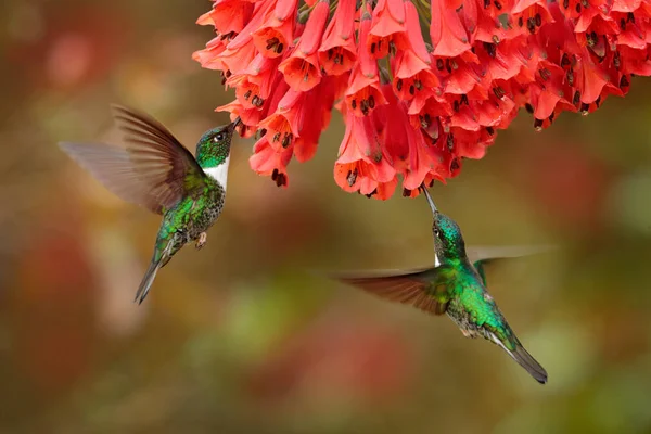 Collared Inca dark green black and white hummingbird flying next to beautiful orange flower, Colombia