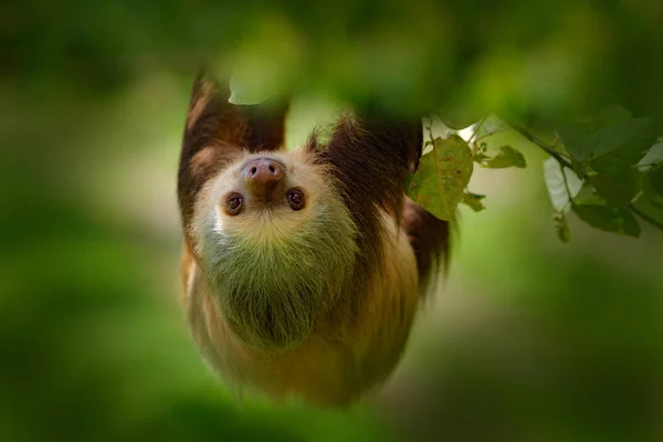 Luiaard Natuur Habitat Mooie Choloepus Hoffmanni Klimmen Boom Het Donkergroen — Stockfoto