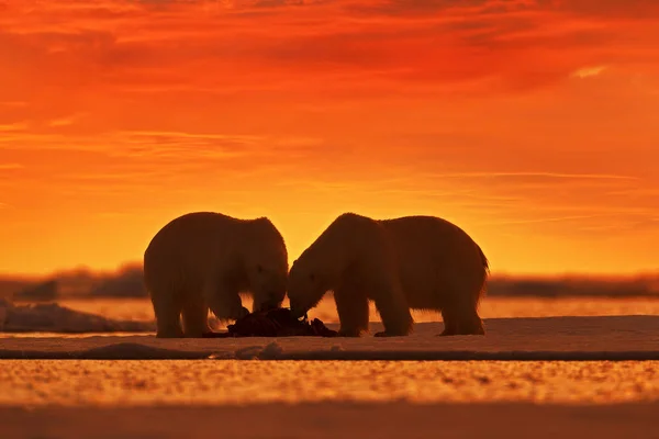 两只北极熊在橙色日落时分 挪威斯瓦尔巴德 北极野生动物 在飘浮的冰上吃死海豹 — 图库照片