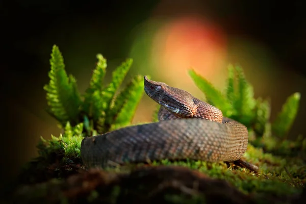 Porthidium Nasutum Selva Tropical Hognosed Pitviper Serpiente Venenosa Peligro Marrón —  Fotos de Stock