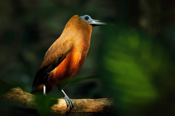 カプチンバード Capuchinbird ペルソセファルス三色 コテニダエ科の大型パッセリン鳥 自然の熱帯林の生息地で野生の子鳥 ジャングル ブラジル 南米の支店に座っている鳥 — ストック写真