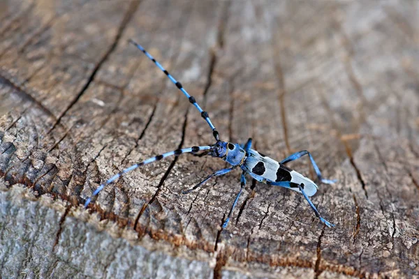Vackra Blå Rosalia Longicorn Insekt Med Långa Avkänare Sitter Trädstam — Stockfoto