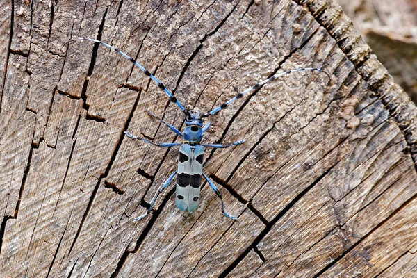 Mooie Blauwe Rosalia Longicorn Insect Met Lange Voelhoorns Zittend Boomstam — Stockfoto