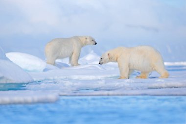 Kutup ayıları buzda kavga ediyor. İki ayılar kar, doğa Habitat, Svalbard, Norveç beyaz hayvanlar ile buz sürüklenen aşk. Karda oynayan hayvanlar, Arctic Wildlife. 