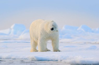 Kutup ayısı, Svalbard Denizi 'nde kar ve suyla buz tabakasının kenarına sürükleniyor. Doğa habitatında büyük beyaz bir hayvan, Avrupa. Doğadan vahşi yaşam sahnesi. Buzda yürüyen tehlikeli bir ayı..