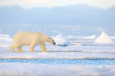 Kutup ayısı, Svalbard Denizi 'nde kar ve suyla buz tabakasının kenarına sürükleniyor. Doğa habitatında büyük beyaz bir hayvan, Avrupa. Doğadan vahşi yaşam sahnesi. Buzda yürüyen tehlikeli bir ayı..