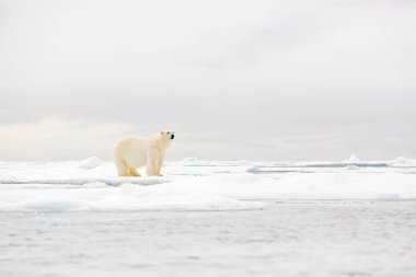 Buzun üzerindeki kutup ayısı. Kar, doğa Habitat beyaz hayvan, Svalbard, Norveç ile buz sürüklenen ayı. Kar, kutup yaban hayatı oynamak hayvan. 