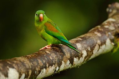 Tovi turuncu-chinned parakeet, Brotogeris Jugularis, kırmızı kafa ile açık yeşil papağan portresi, Kosta Rika. Tropikal doğanın yaban hayatı sahnesi. Kuş habitatta. Papağan Temizleme kuyruk tüy tüyleri. 