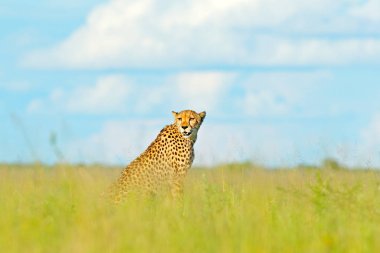 Çita, vahşi kedi yürüyüş Acinonyx jubatus. Arazi, Botswana, Afrika en hızlı memeli. Çita çimen, mavi gökyüzünde bulutlar ile. Doğa ortamlarında benekli vahşi kedi.