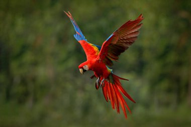 Güzel arka ışık ve yağmur ile koyu yeşil bitki örtüsü uçan Macaw papağan. Scarlet macaw, ara Macao, tropikal ormanda, Kosta Rika. Tropikal doğanın yaban hayatı sahnesi. 