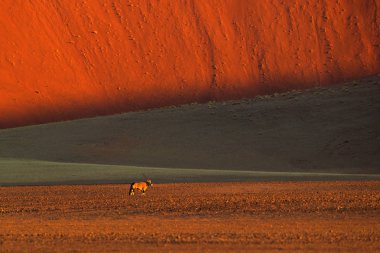 Orange Sand Dune akşam günbatımı ile Gemsbok. Gemsbuck, Oryx Gazella, doğa Habitat, Sossusvlei, Namibya büyük antilop. Savunda vahşi bir hayvan. Büyük düz boynuz boynuzları ile hayvan.