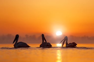 Dalmaçyalı pelikan, Pelecanus crispus, Kerkini Gölü, Yunanistan. Sabah gün doğumu olan kuşlar. Açık kanatlı pelikanlar. Avrupa doğasından vahşi yaşam sahnesi. Kuşlar, turuncu gökyüzü ve güneş. Gölde gün batımı.