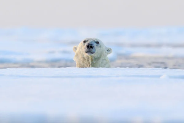 Oso Polar Hielo Deriva Svalbard Noruega — Foto de Stock