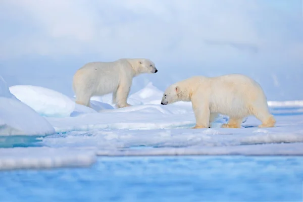 北极熊在冰上跳舞 两只熊喜欢在漂流的冰上与雪 白色动物在自然栖息地 斯瓦尔巴德 动物在雪地里玩耍 北极野生动物 — 图库照片