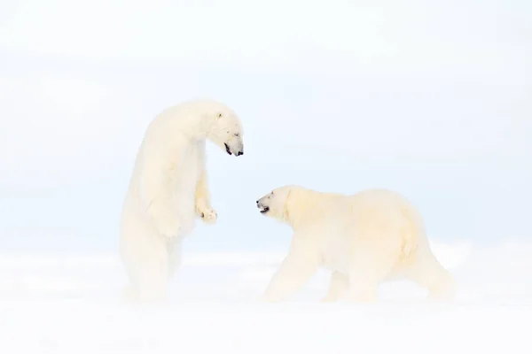 Los Osos Polares Bailan Hielo Dos Osos Aman Hielo Deriva — Foto de Stock