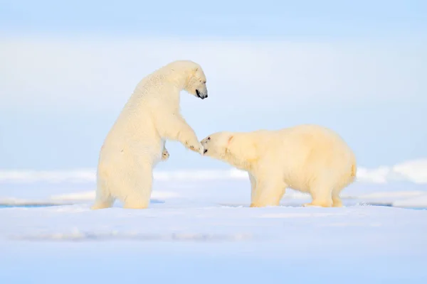 Polar bears dancing fight on the ice. Two bears love on drifting ice with snow, white animals in nature habitat, Svalbard, Norway. Animals playing in snow, Arctic wildlife.