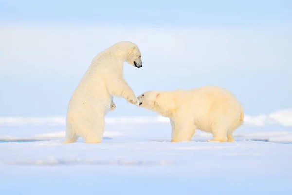 Kutup Ayıları Buzda Kavga Ediyor Ayılar Kar Doğa Habitat Svalbard — Stok fotoğraf