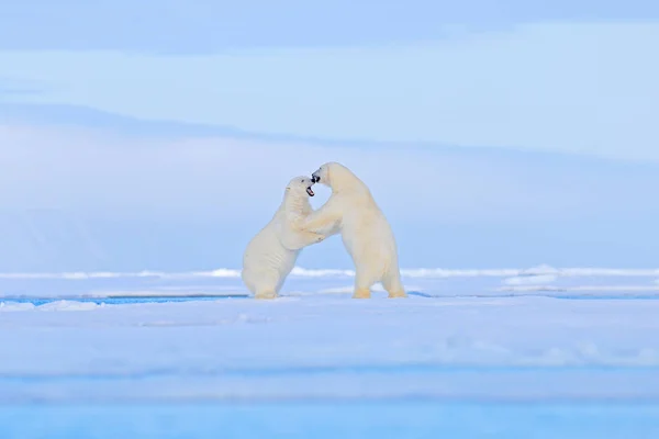 Polar bears dancing fight on the ice. Two bears love on drifting ice with snow, white animals in nature habitat, Svalbard, Norway. Animals playing in snow, Arctic wildlife.