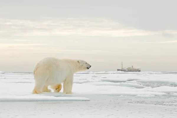 Polar bear on the ice. Bear on drifting ice with snow, white animal in nature habitat, Svalbard, Norway. Animal playing in snow, Arctic wildlife.