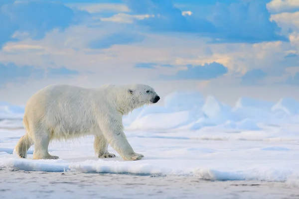 Niedźwiedź Polarny Dryfującej Krawędzi Lodu Śniegiem Wodą Morzu Svalbard Białe — Zdjęcie stockowe