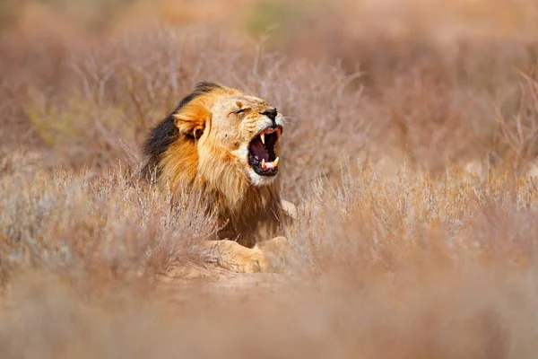 Kgalagadi Czarna Grzywna Lew Otwartą Kagańcu Zębami Portret Afrykańskiego Lwa — Zdjęcie stockowe