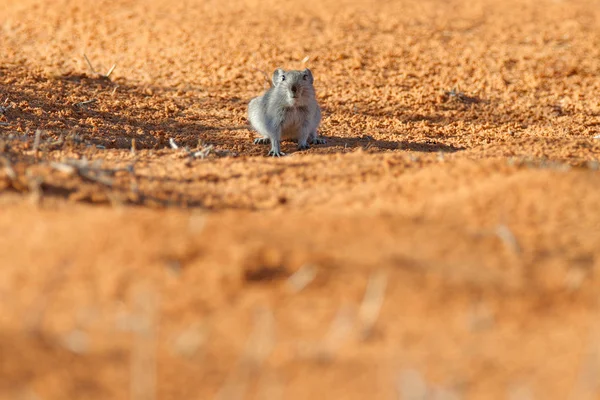 Rat Siffleur Brantss Parotomys Brantsii Beau Rat Dans Habitat Souris — Photo