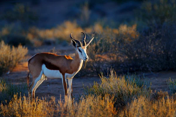 Springbok antilobu, Antidorcas marsupialis, Afrika 'nın kuru habitatında, Kgaladadi, Botswana. Afrika 'dan bir memeli. Güneşin doğuşu, akşamüstü bahar gülü. Namibya 'da safaride gün batımı. 