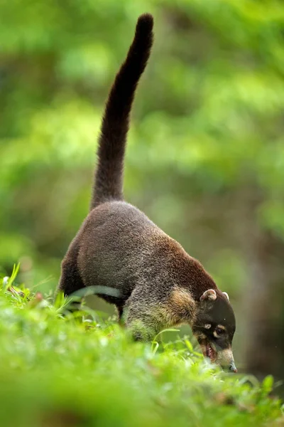 Coati Nariz Branco Nasua Narica Habitat Grama Verde Parque Nacional — Fotografia de Stock