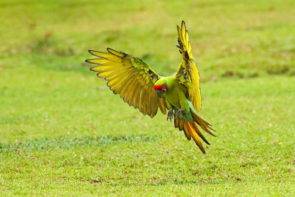 Grande Papagaio Habitat Papagaio Ameaçado Arara Verde Grande Ara Ambiguus — Fotografia de Stock