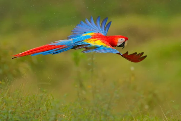 Ara Papagei Fliegt Dunkelgrüner Vegetation Mit Schönem Gegenlicht Und Regen — Stockfoto